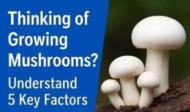 Industrial Edible Fungi Factory Design: From China to Global Success