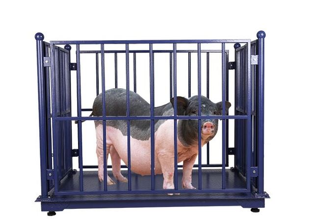 LCD Electronic Cattle Weighing Scales