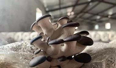 Boost Your Mushroom Yield with Customized Equipment Solutions