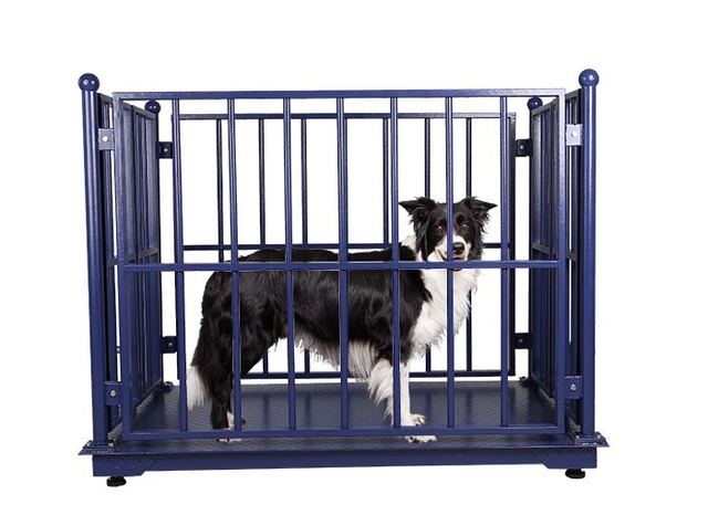 Electronic KELI 5000KG Cattle Weighing Systems Carbon Steel