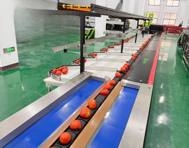 Tomato Processing Machines