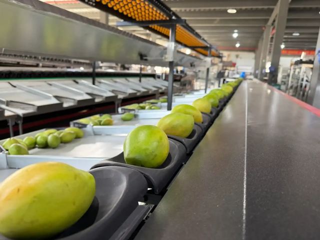 Mango Processing Line Guide: 5 Key Steps from Reception to Packing