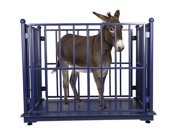 KELI LCD Cattle Weighing Scales Carbon Steel With Locks