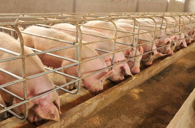 Swine Feed