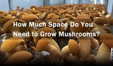 2026 International Mushroom Industry Conference Announced by Satrise