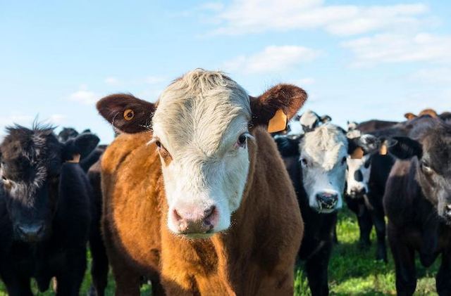 Cattle Feed