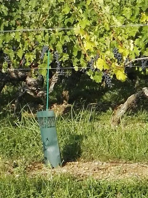 Vineyard Stakes