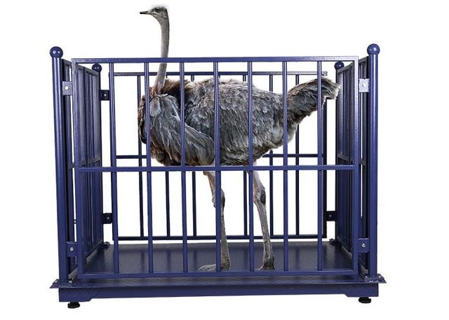 LED OEM Cattle Weighing Scales Industrial Blue For Farm