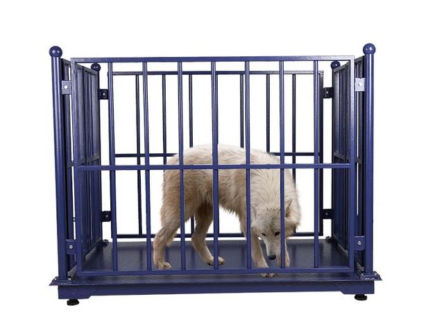 3000KG ODM Cattle Weighing Scales Carbon Steel