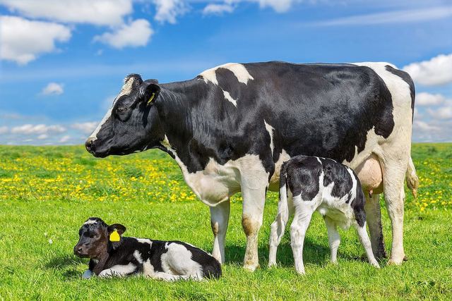 Dairy Cow Feed