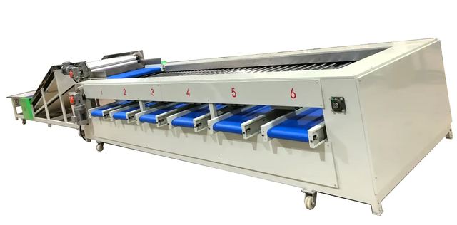 capsicum sizer