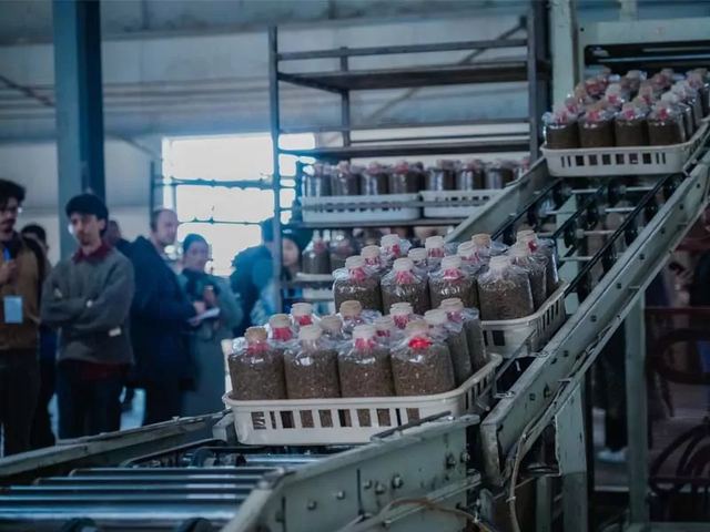 From Theory to Practice: Day 3 Mushroom Facility Tours